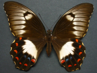 Adult Female Upper of Orchard Swallowtail - Papilio aegeus aegeus